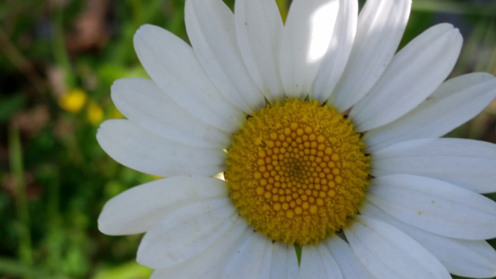 Margherita molto alta: Leucanthemum vulgare