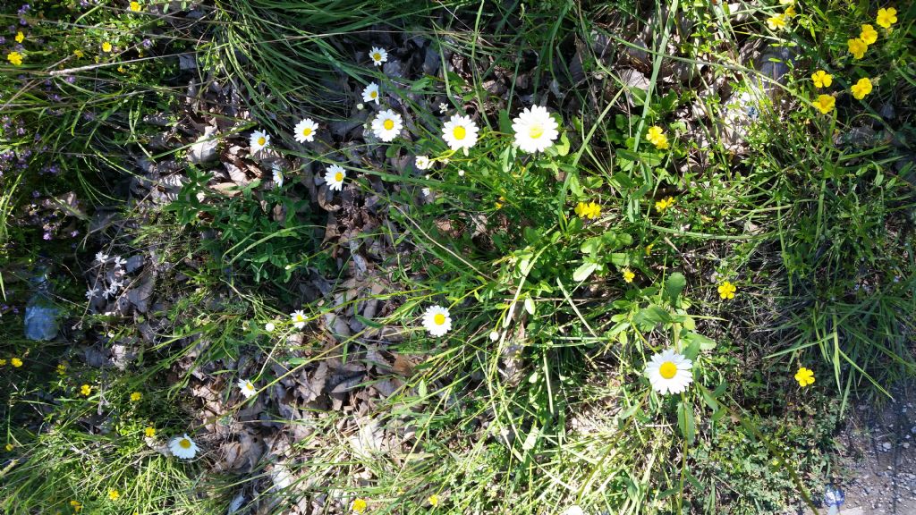 Margherita molto alta: Leucanthemum vulgare