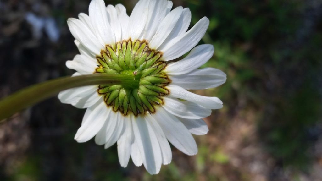 Margherita molto alta: Leucanthemum vulgare