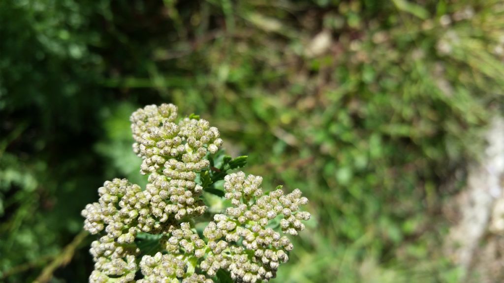 Che pianta  ?  Achillea sp. (Asteraceae)