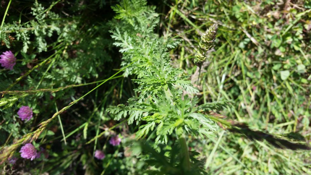 Che pianta  ?  Achillea sp. (Asteraceae)