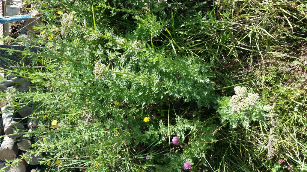 Che pianta  ?  Achillea sp. (Asteraceae)