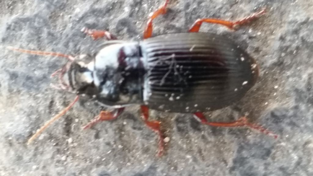 Carabidae da identificare: Harpalus atratus