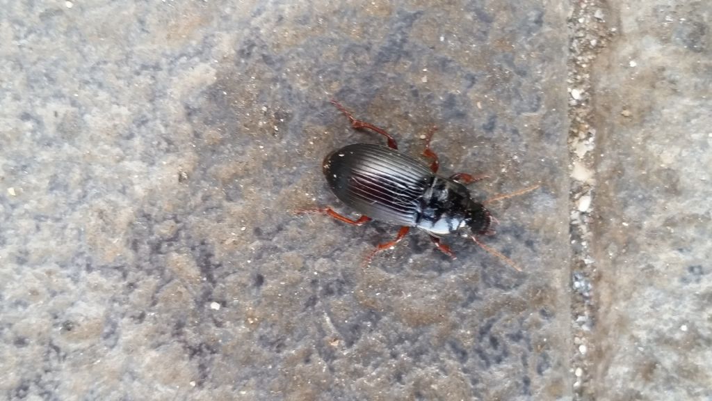 Carabidae da identificare: Harpalus atratus