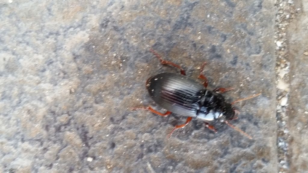 Carabidae da identificare: Harpalus atratus