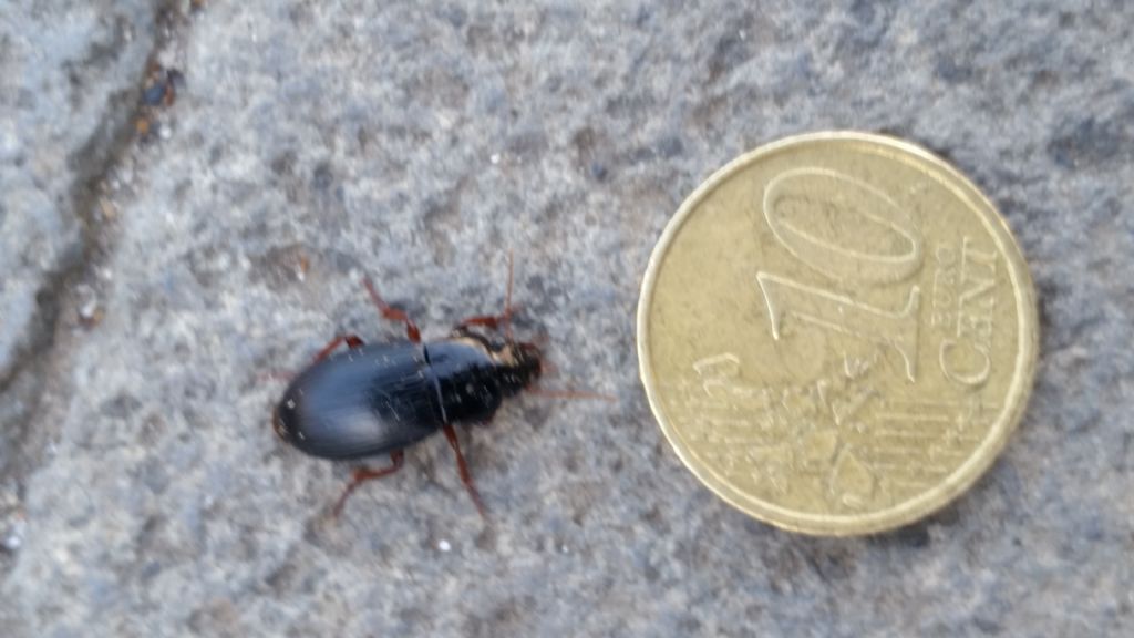 Carabidae da identificare: Harpalus atratus