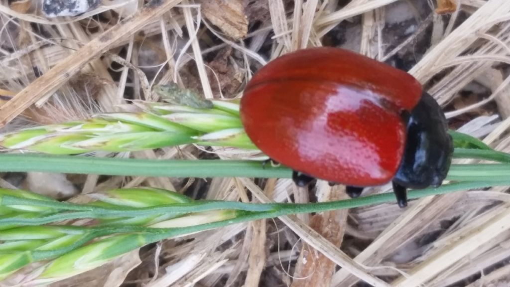 Chrysomelidae: Chrysolina lutea