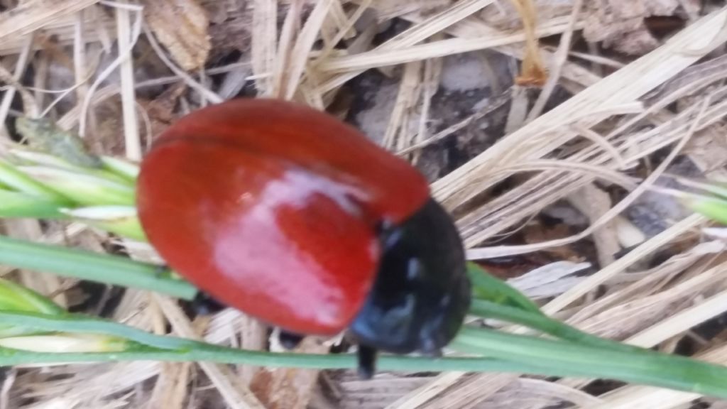 Chrysomelidae: Chrysolina lutea