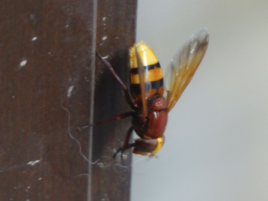 Vespa crabro? No. Volucella zonaria