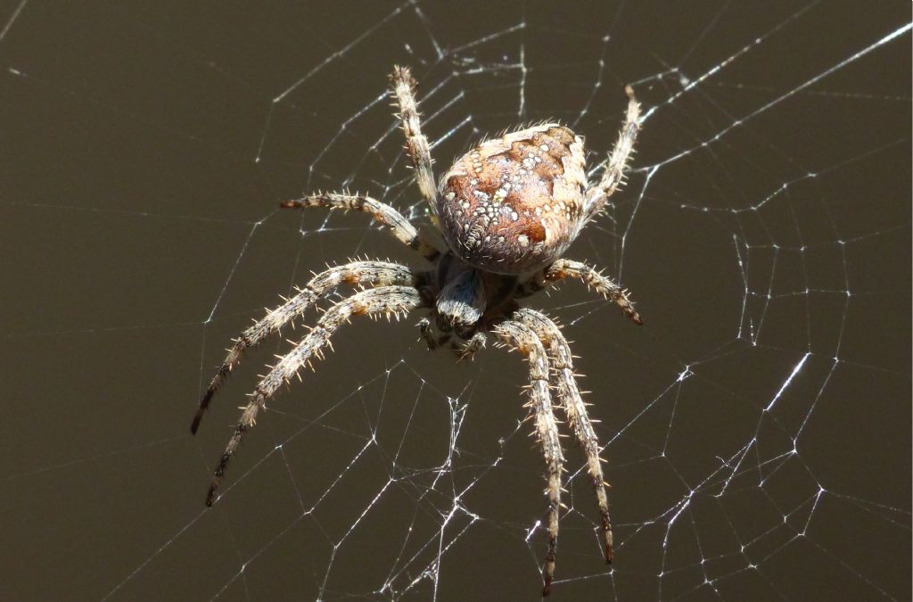 Araneus diadematus - Marentino (TO)