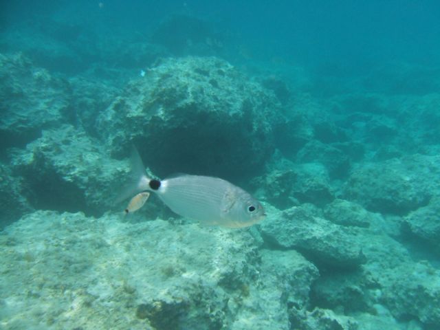 Oblada melanura (occhiata) e Trypterigion trypteronotum