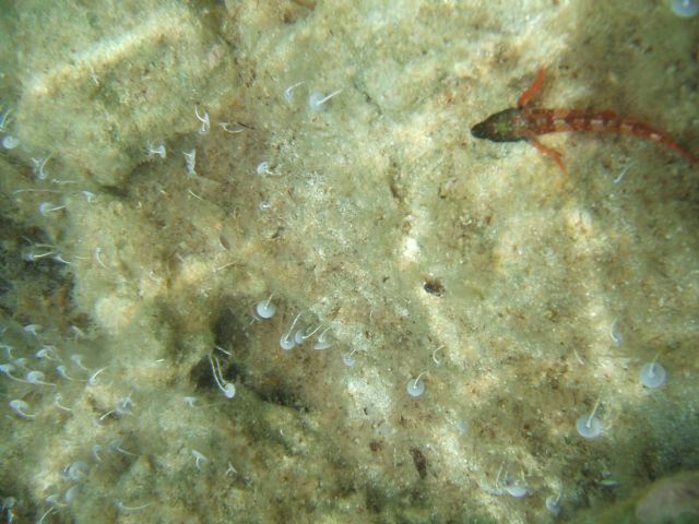 Oblada melanura (occhiata) e Trypterigion trypteronotum