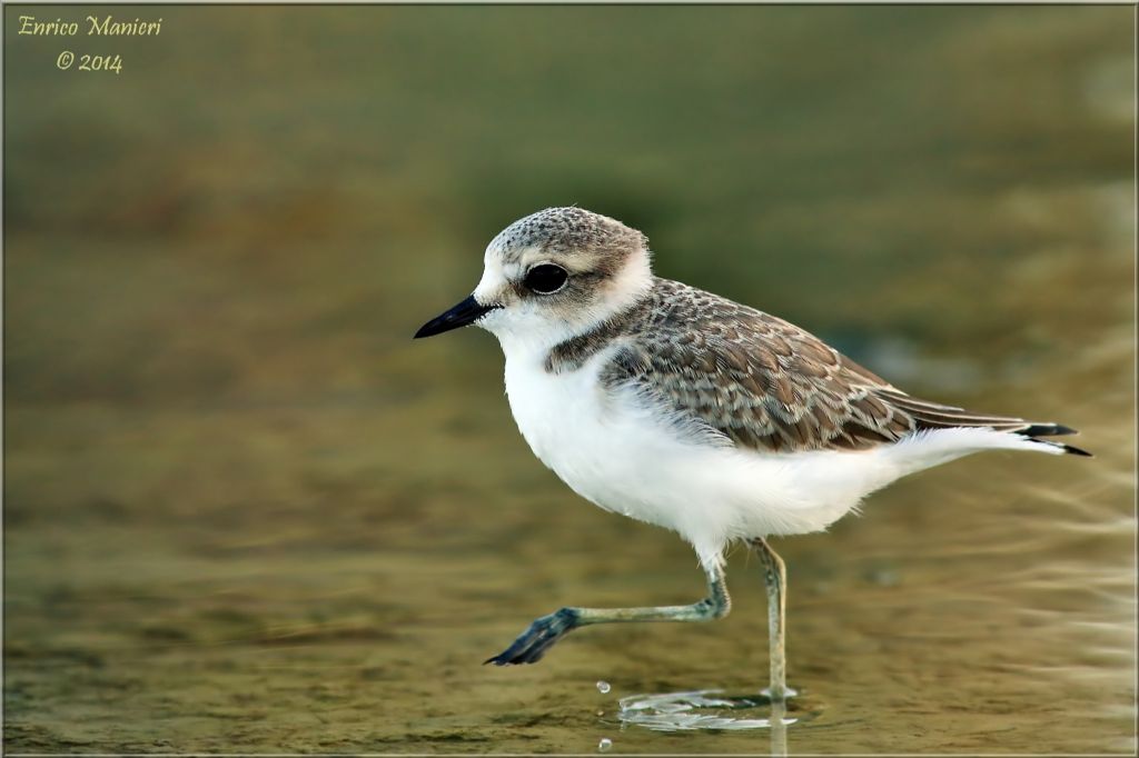 Charadrius alexandrinus (fratino)