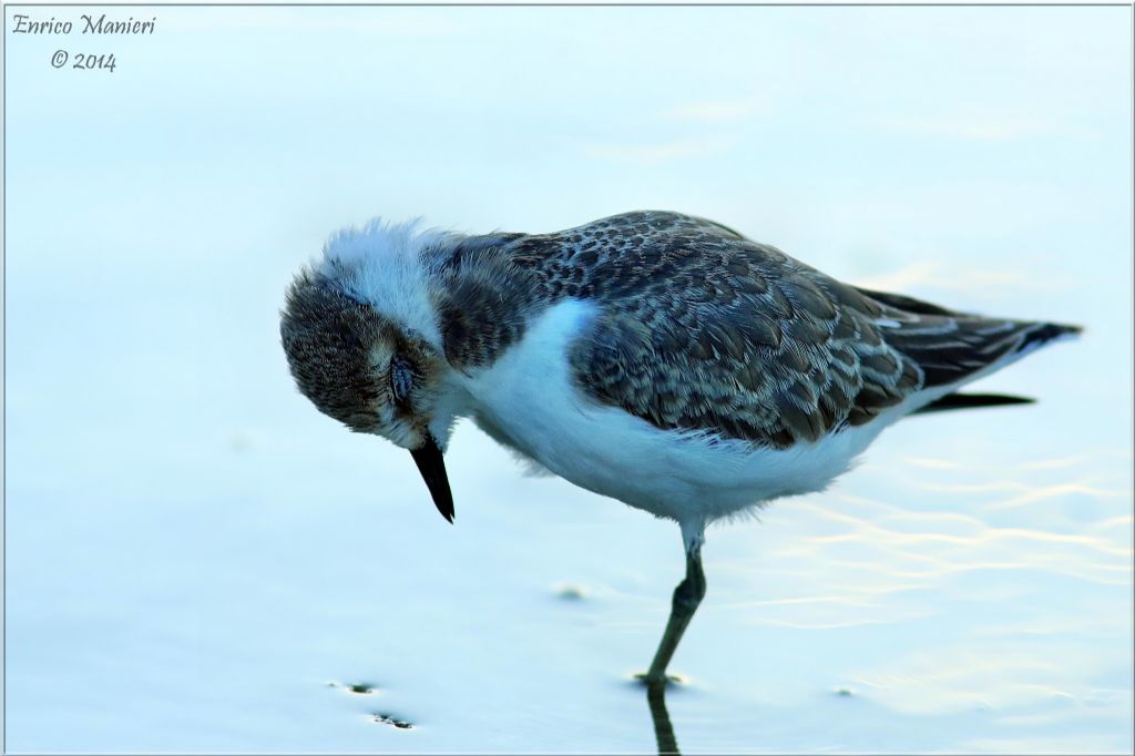 Charadrius alexandrinus (fratino)