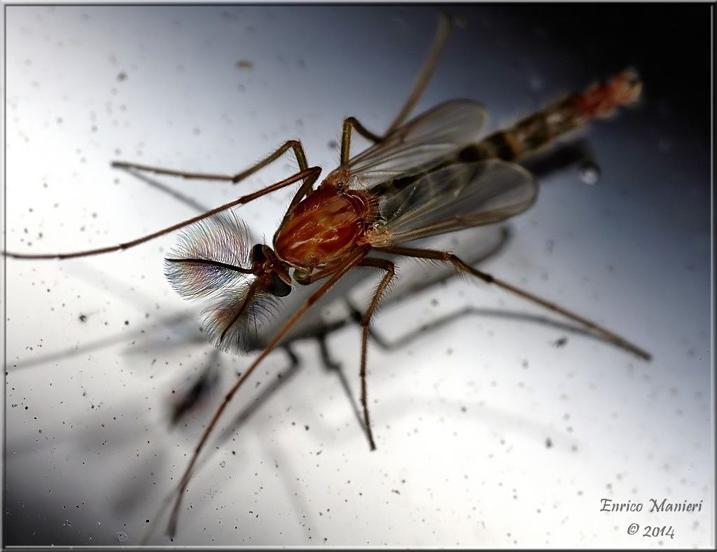 maschio di Chironomidae