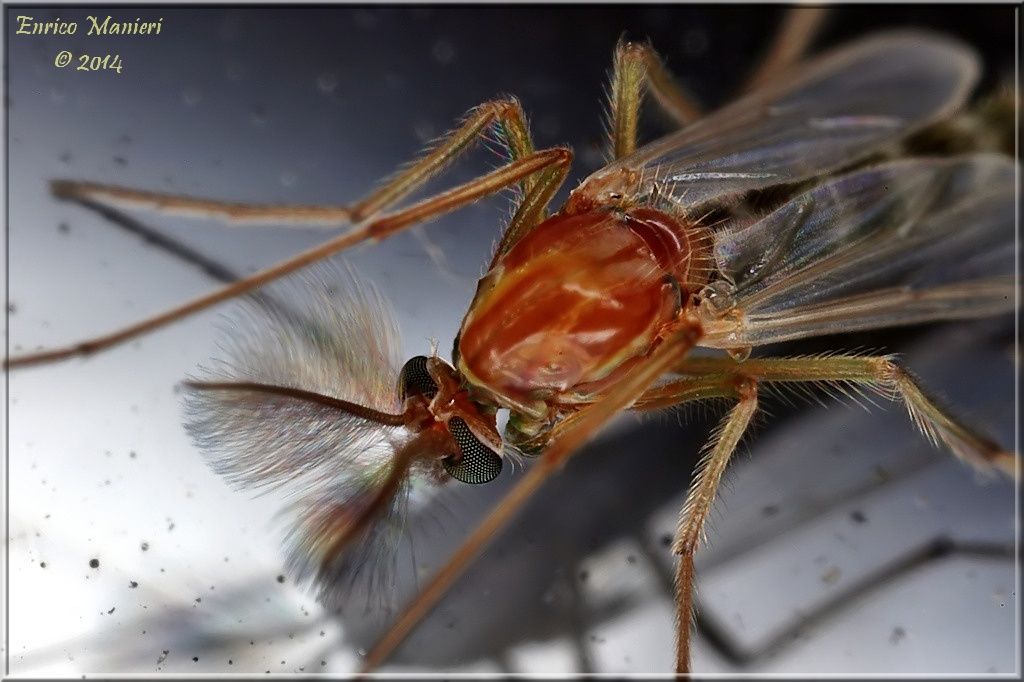 maschio di Chironomidae