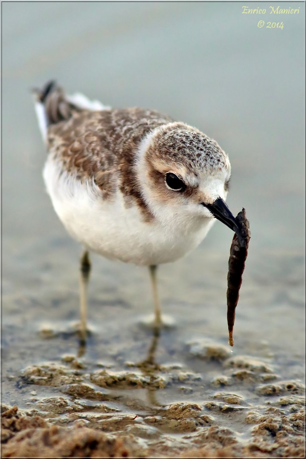 Charadrius alexandrinus (fratino)