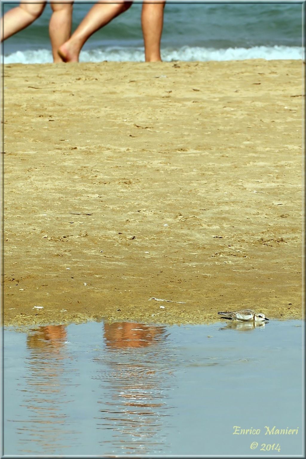 Charadrius alexandrinus (fratino)