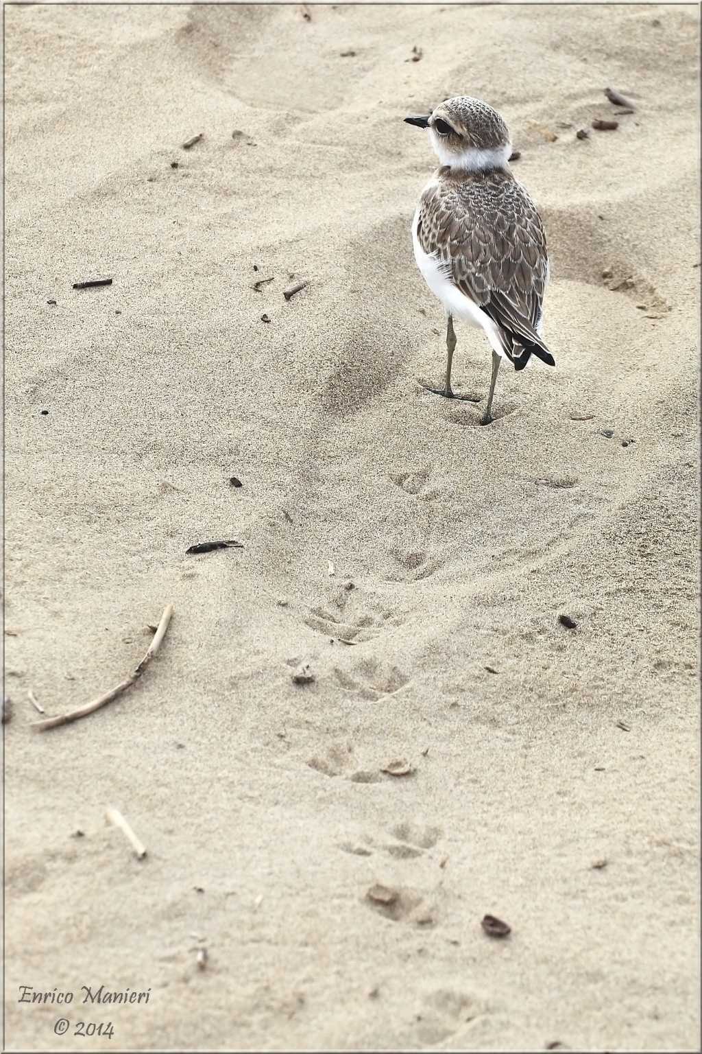 Charadrius alexandrinus (fratino)