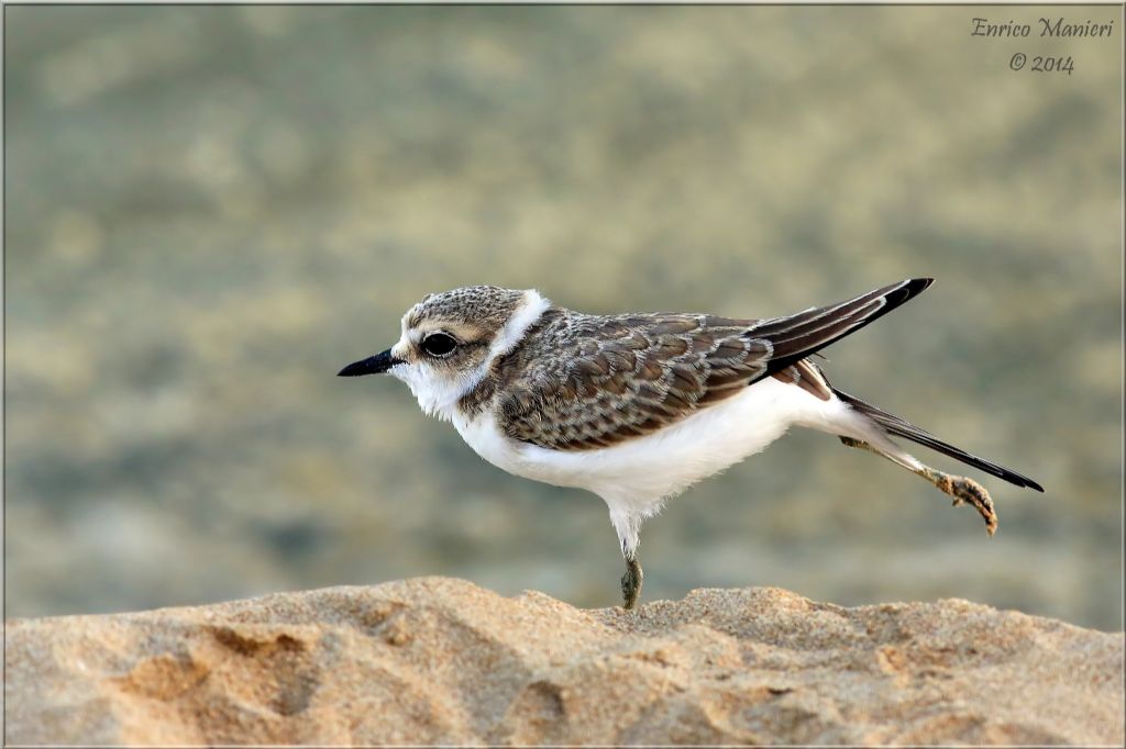 Charadrius alexandrinus (fratino)