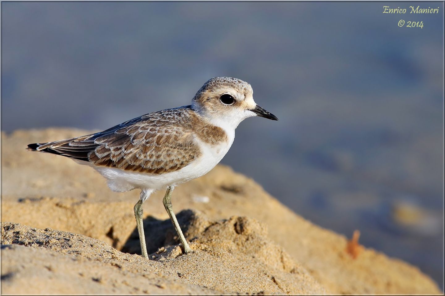 Charadrius alexandrinus (fratino)