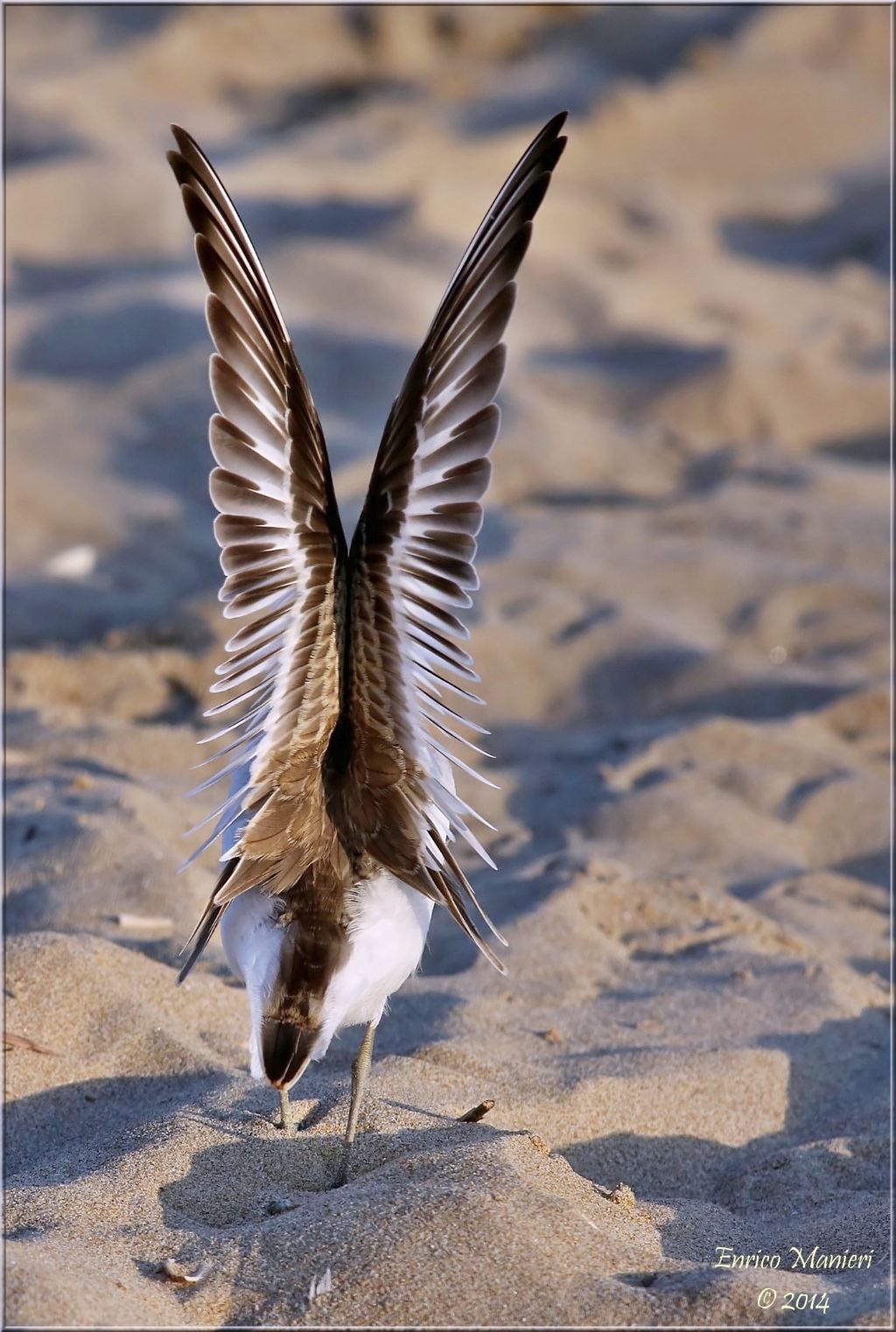 Charadrius alexandrinus (fratino)