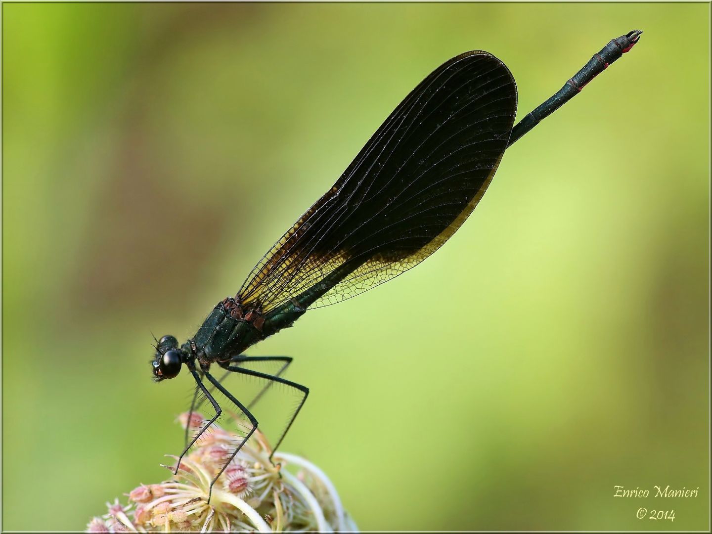 Calopteryx haemorrhoidalis - agosto 2014