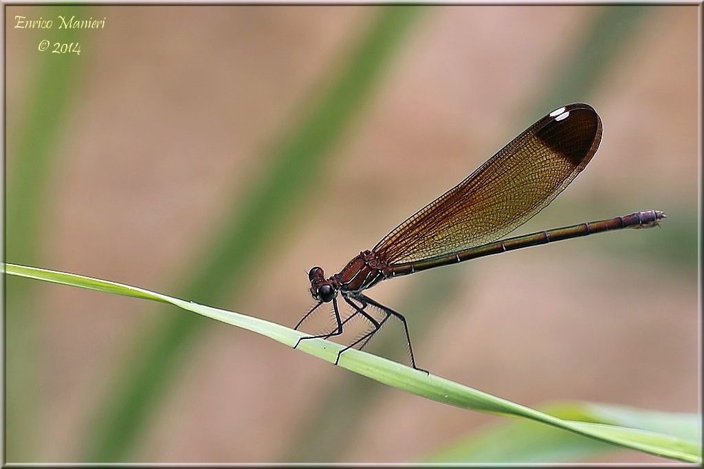 Calopteryx haemorrhoidalis - agosto 2014