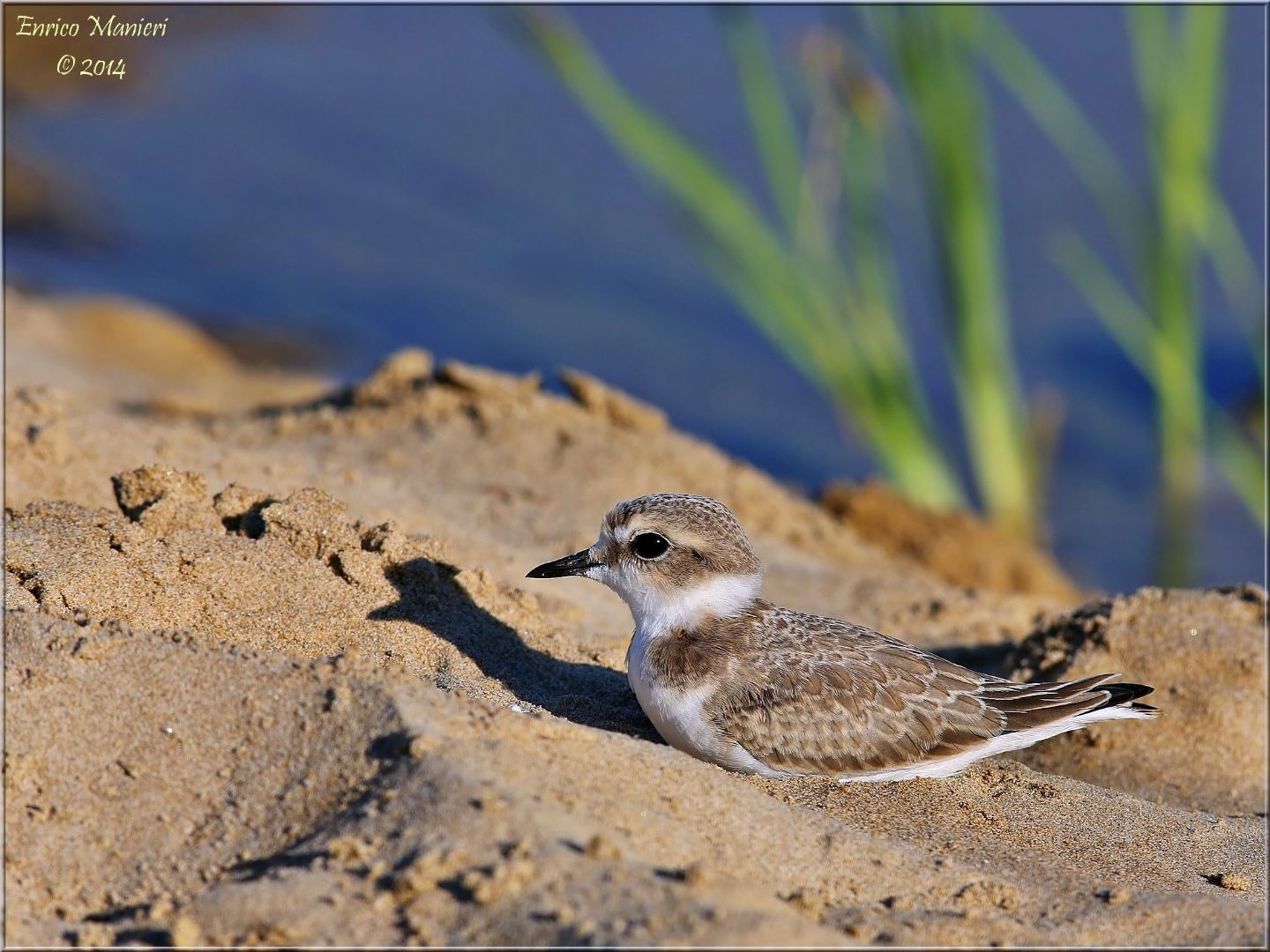 Charadrius alexandrinus (fratino)