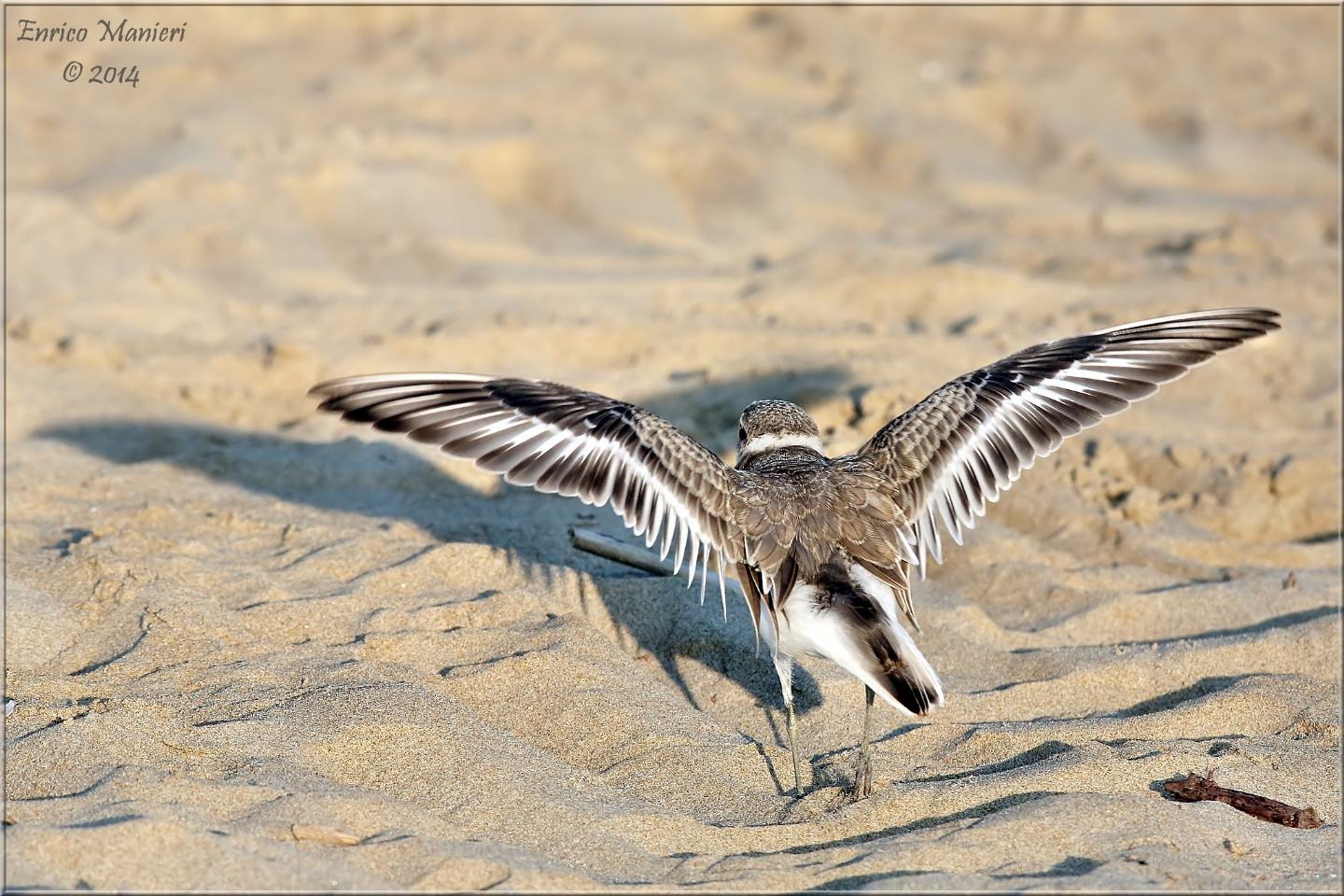 Charadrius alexandrinus (fratino)