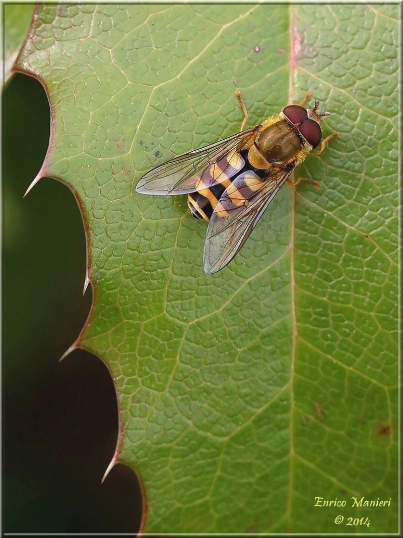 Syrphus ribesii?