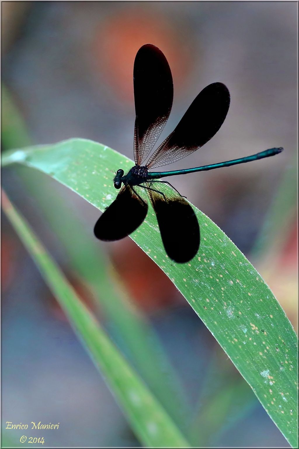 Calopteryx haemorrhoidalis - agosto 2014