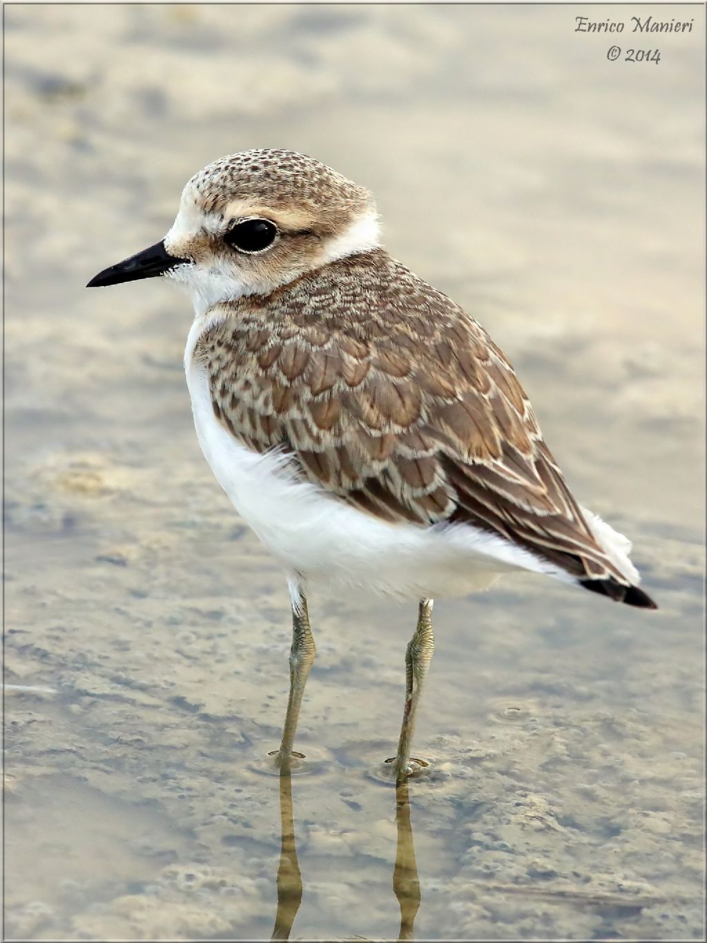 Charadrius alexandrinus (fratino)