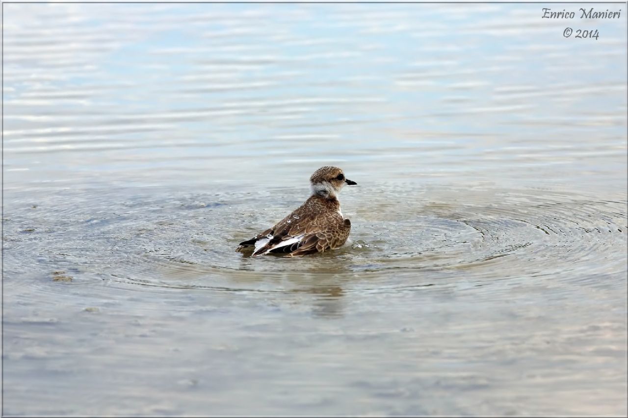 Charadrius alexandrinus (fratino)