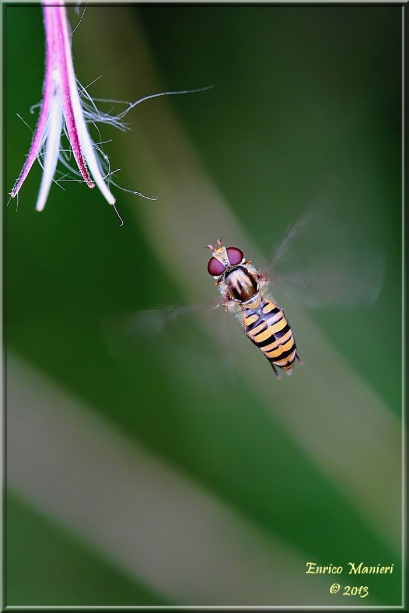 Syrphus ribesii?