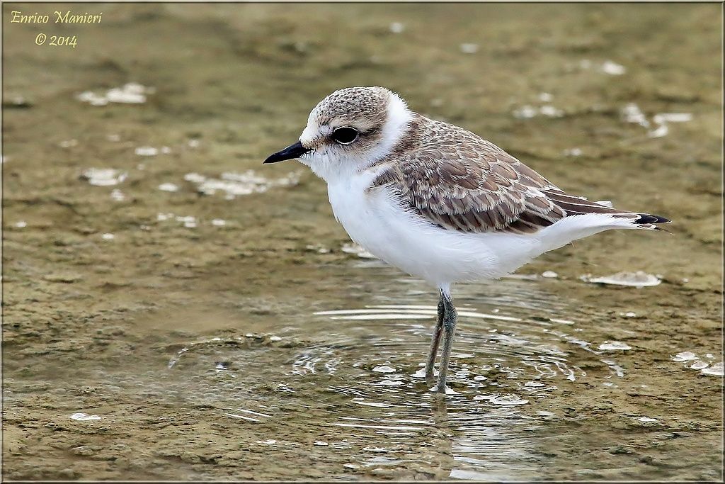 Charadrius alexandrinus (fratino)