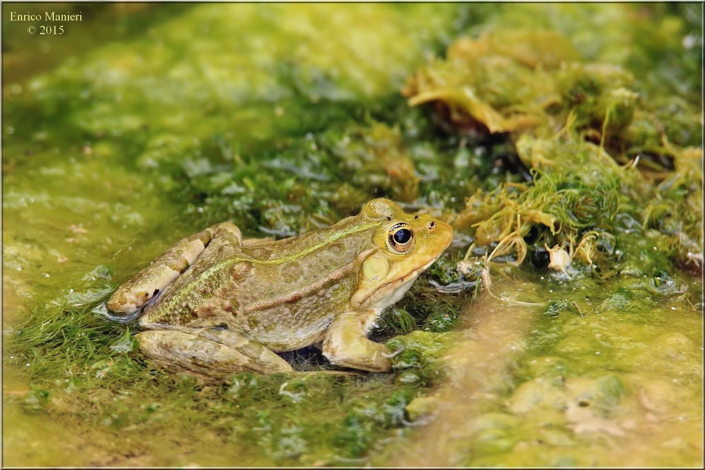 Aiuto per identificazione - Pelophylax sp. (Abruzzi)