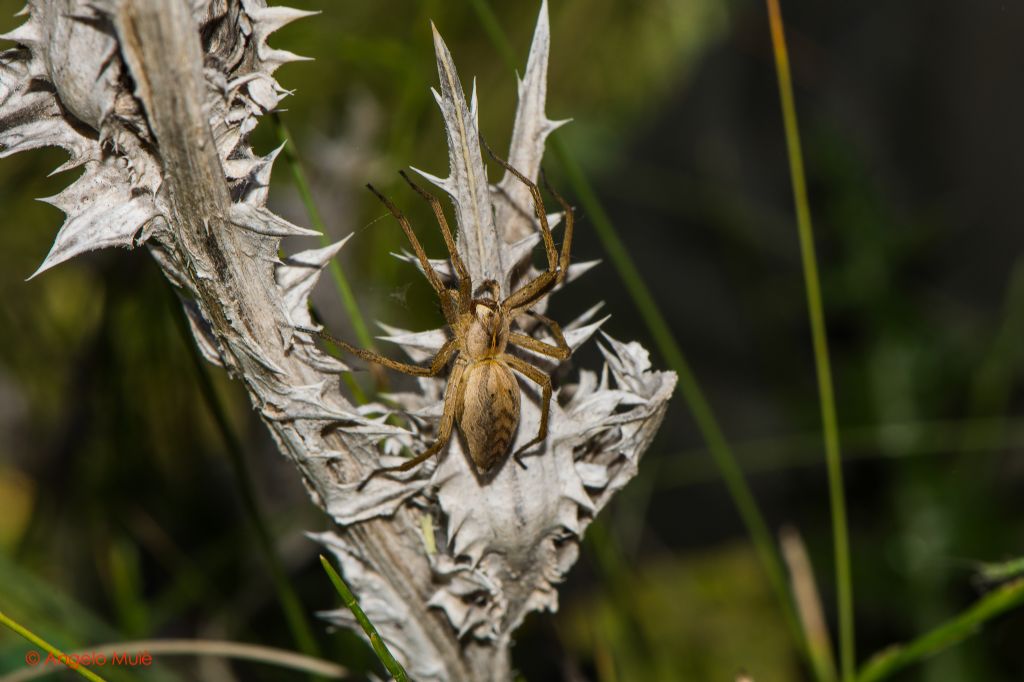 Pisaura sp.  - Sicilia centrale