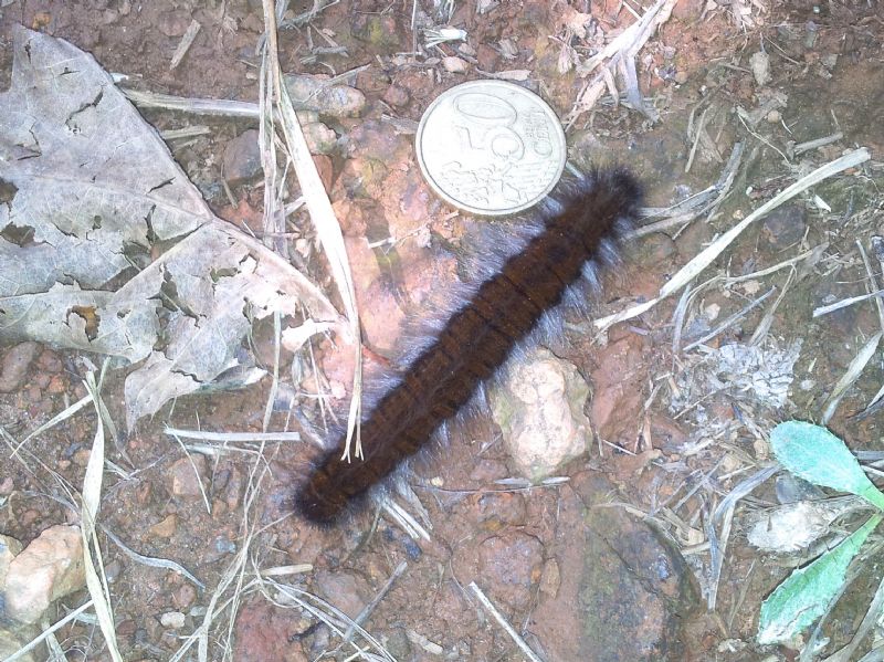 Macrothylacia rub (Lasiocampidae)