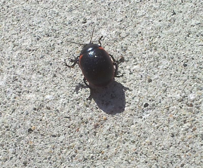 Chrysolina cf. rossia