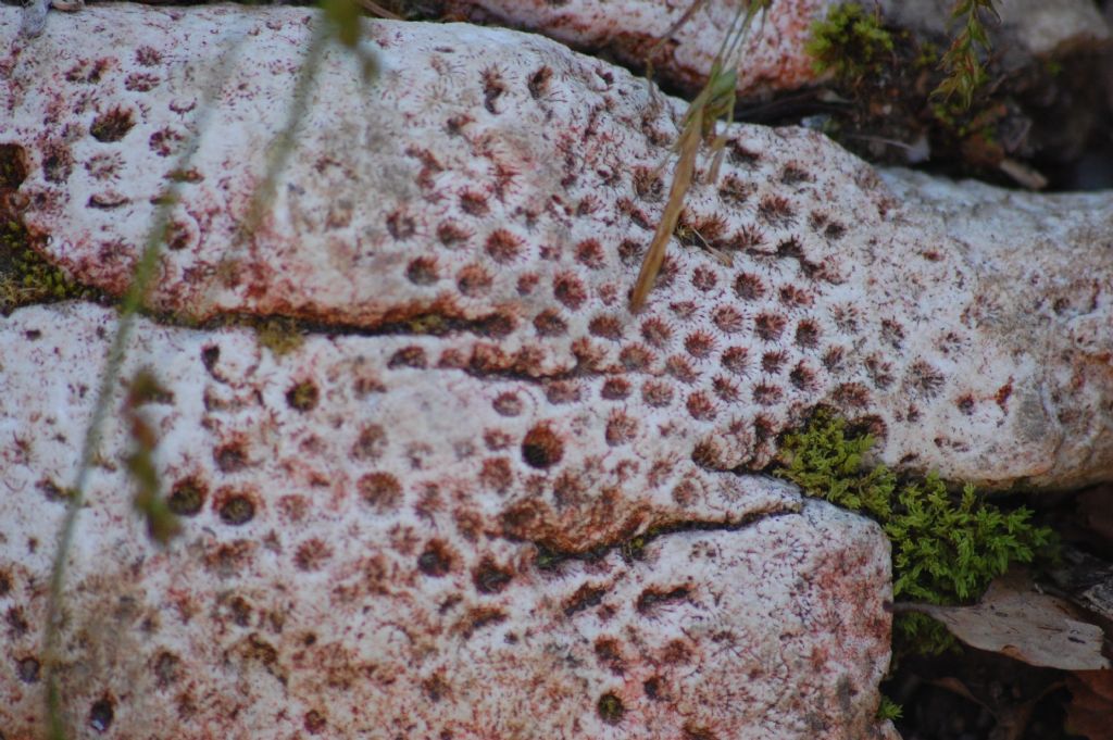 Sasso dal Monte Baldo - coralli fossili