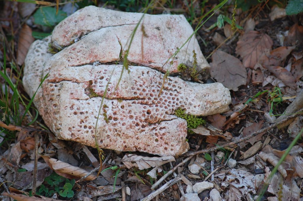 Sasso dal Monte Baldo - coralli fossili