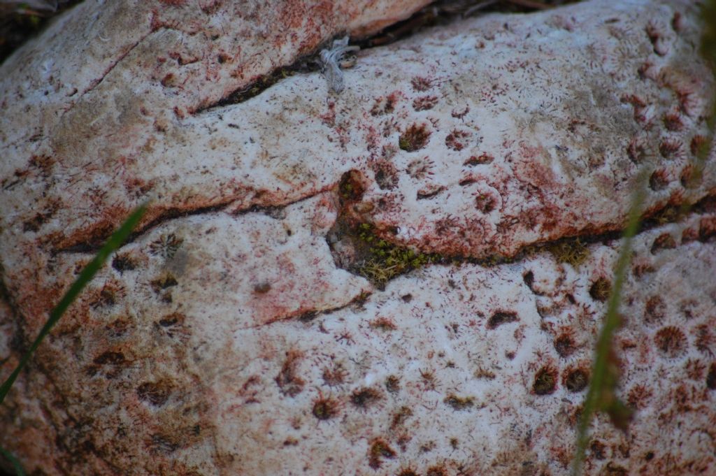 Sasso dal Monte Baldo - coralli fossili