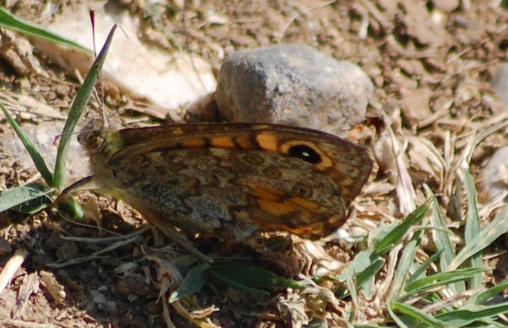 Lasiommata megera bis? S