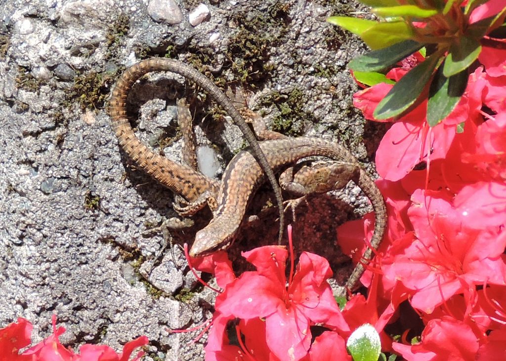 Podarcis muralis