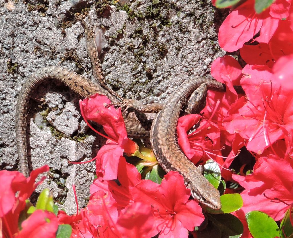 Podarcis muralis