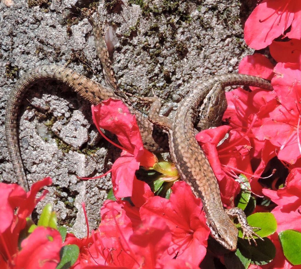 Podarcis muralis