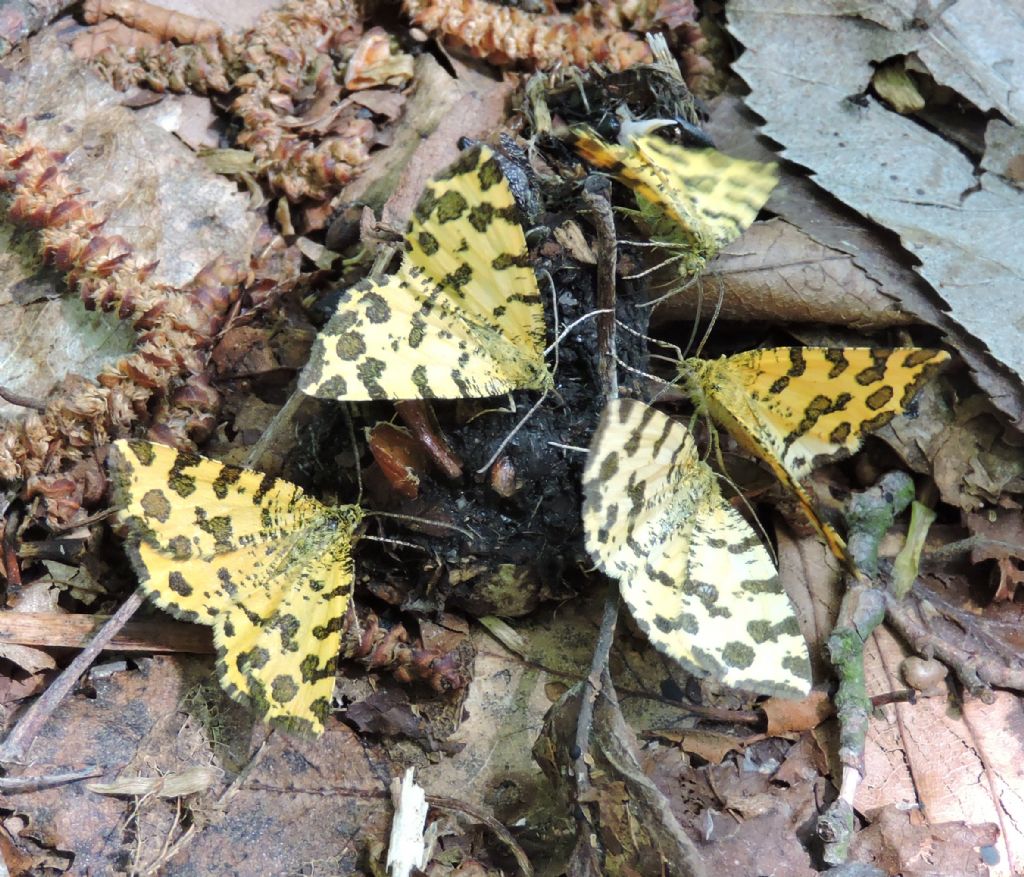 Richiesta id - Pseudopanthera macularia, Geometridae