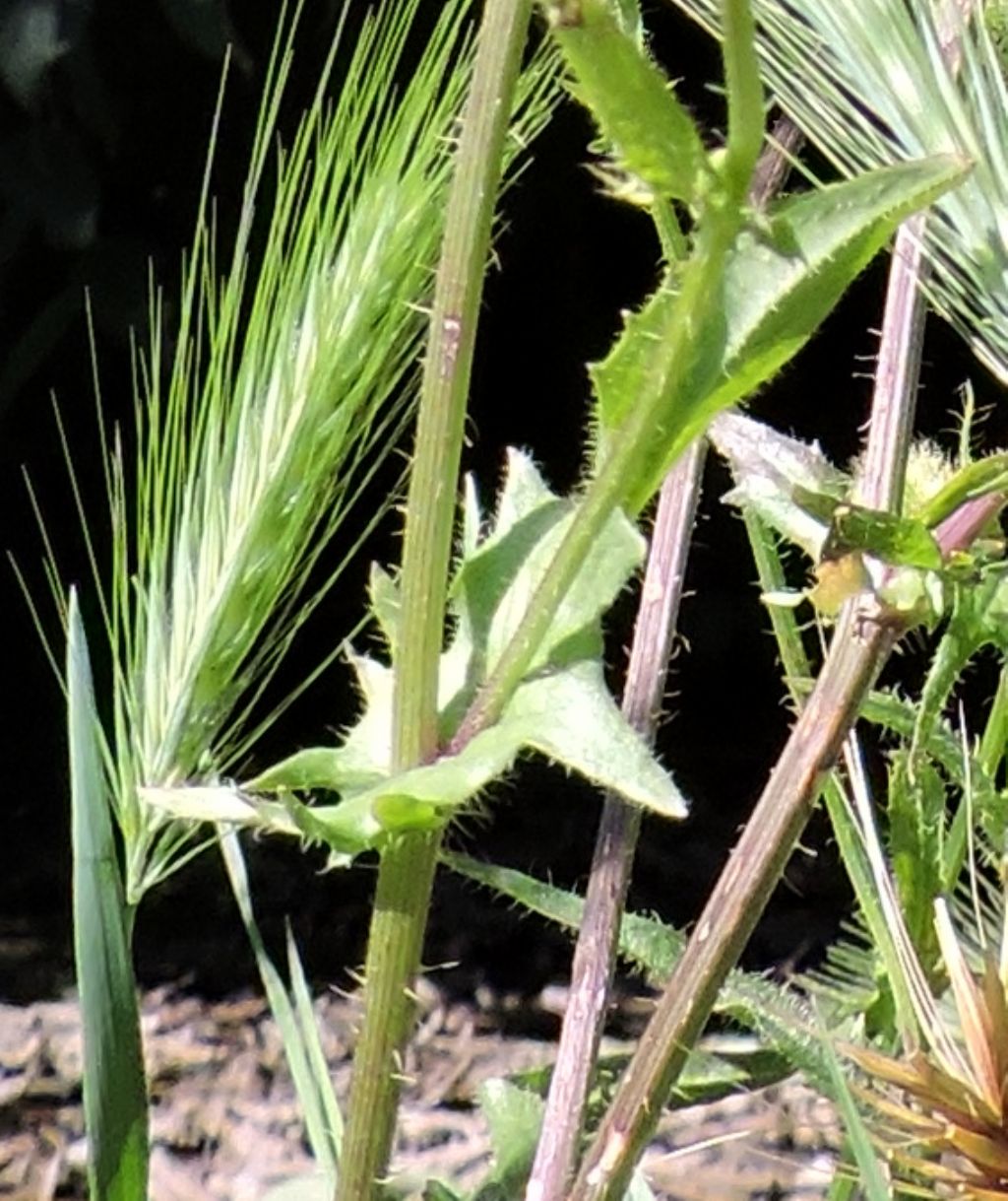 Crepis setosa / Radicchiella cotonosa