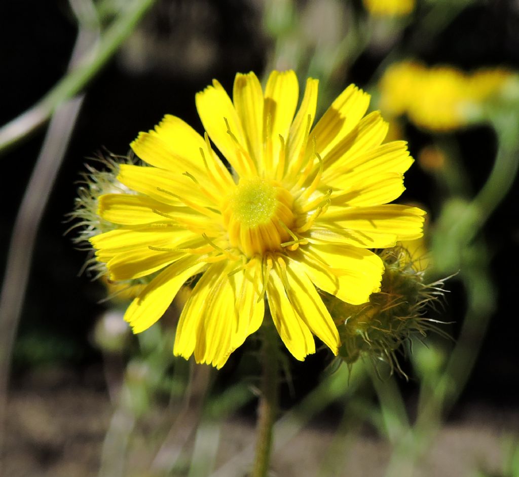 Crepis setosa / Radicchiella cotonosa